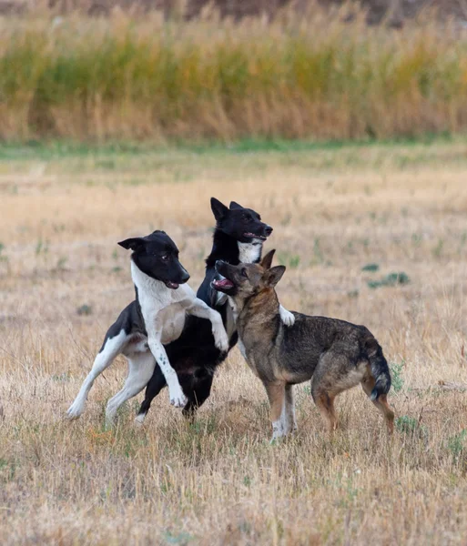 Hunde Spielen Auf Dem Feld Stockbild
