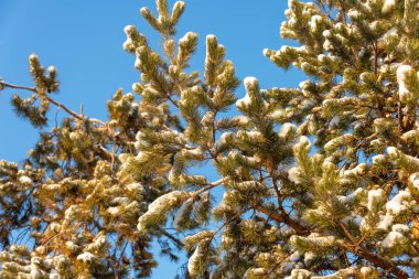 kar ile Noel ağacı dalı