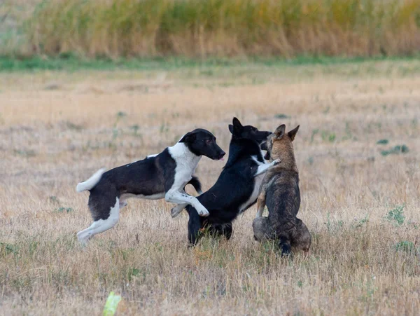 Perros Jugando Campo —  Fotos de Stock