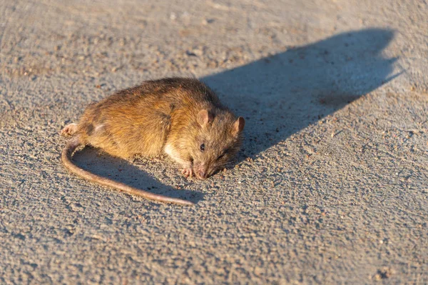 Sårad Råtta Vägen Död Mus Betongväg — Stockfoto