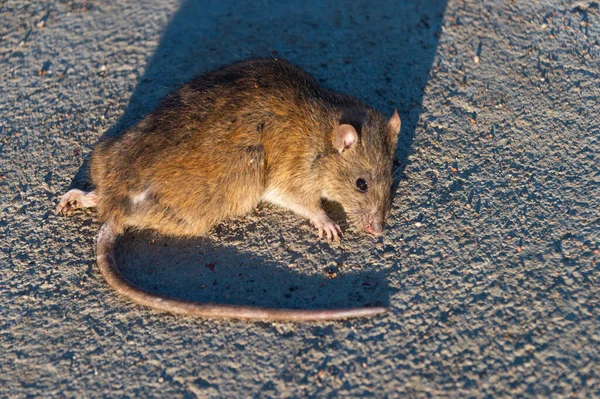 Verletzte Ratte Auf Der Straße Tote Maus Auf Betonstraße — Stockfoto