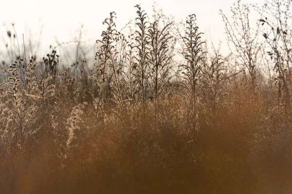 Güneş ışığında kurumuş çayır otu, seçici odak, soyut arkaplan