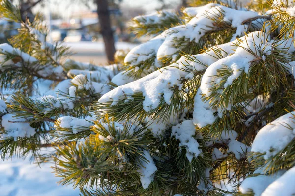 圣诞与雪树的分支 — 图库照片