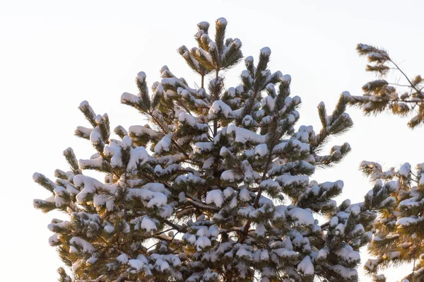 Υποκατάστημα Της Δέντρο Χριστούγεννα Χιόνι — Φωτογραφία Αρχείου