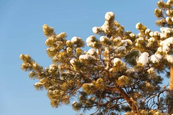 kar ile Noel ağacı dalı