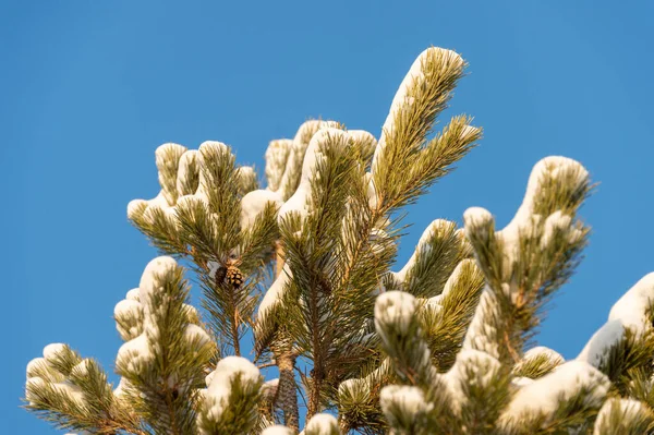 Kar Ile Noel Ağacı Dalı — Stok fotoğraf