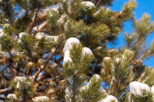 kar ile Noel ağacı dalı