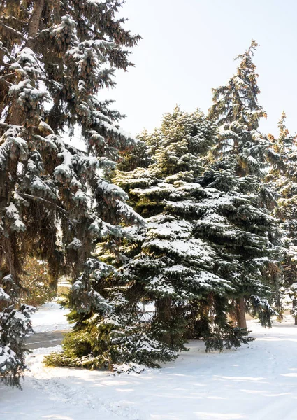 圣诞与雪树的分支 — 图库照片