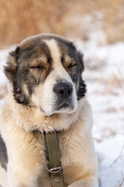 Doğada oturan köpeklerin portreleri, soğuk kışlar