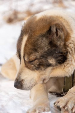 Doğada oturan köpeklerin portreleri, soğuk kışlar