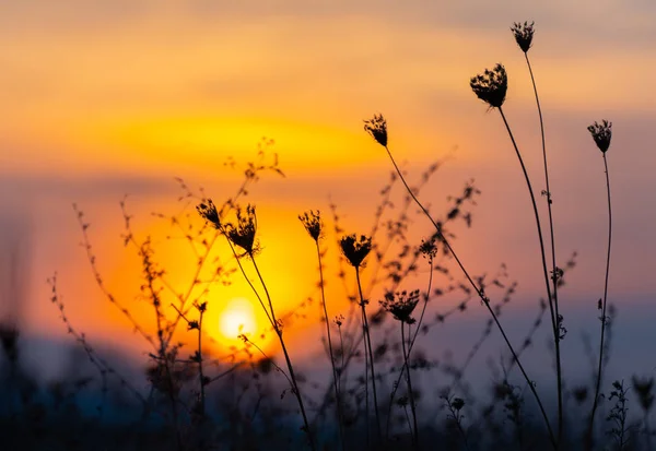 Odaklanamıyorum, gün batımında çim biçiyorum.