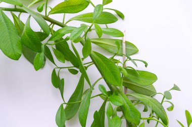 Beyaz üzerine yeşil yaprak çiçeği