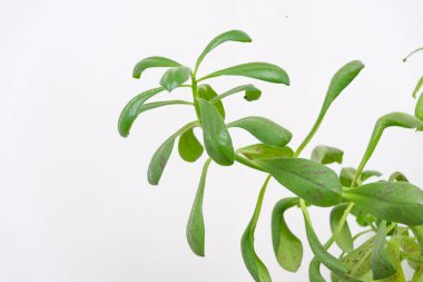 Beyaz üzerine yeşil yaprak çiçeği