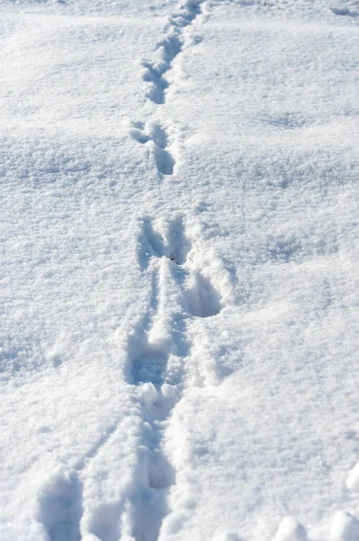 Hundespuren Schnee — Stockfoto
