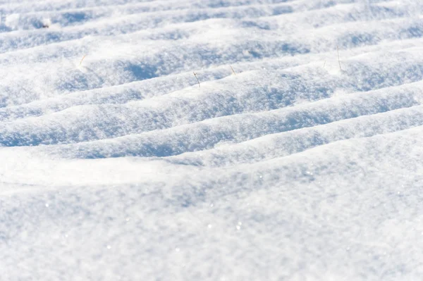 雪の中で犬トラック — ストック写真