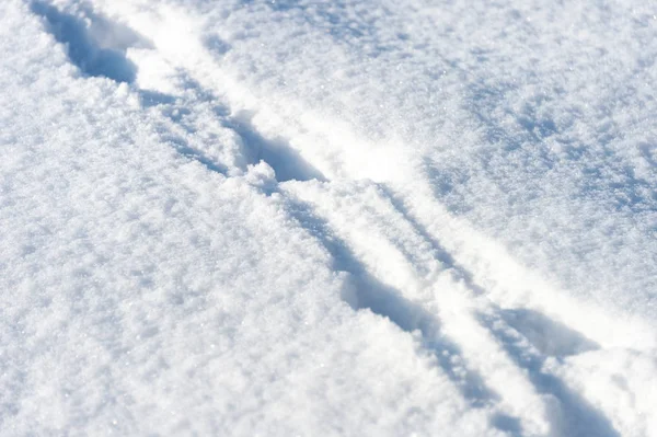 Hundespuren Schnee — Stockfoto
