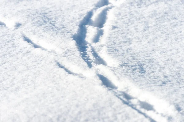 Hundespuren Schnee — Stockfoto