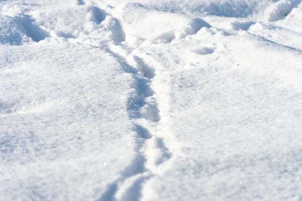 Hundespuren Schnee — Stockfoto