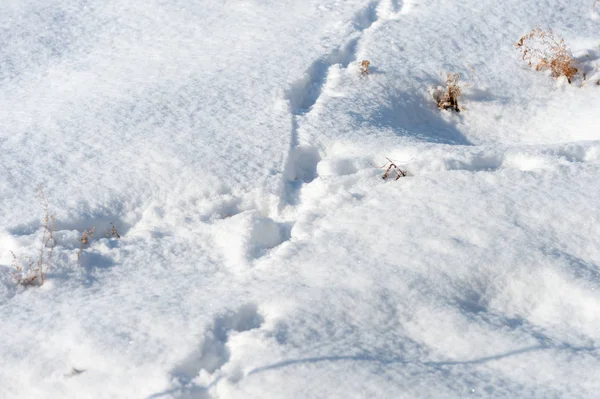 Tracce Cane Nella Neve — Foto Stock