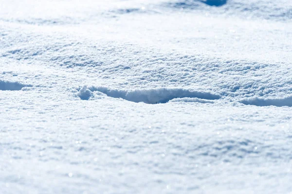 Hundespuren Schnee — Stockfoto