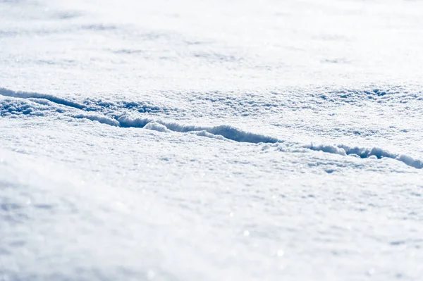 Tracce Cane Nella Neve — Foto Stock