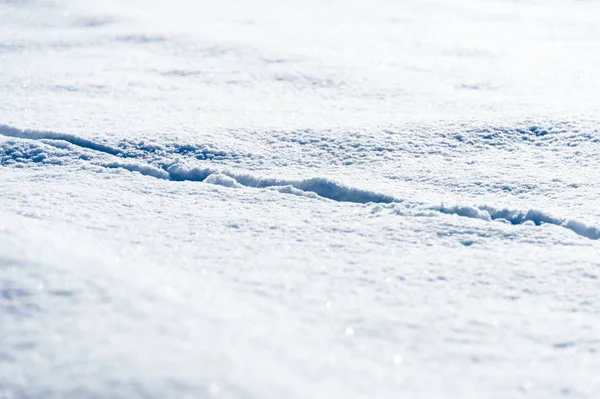 Trilhas Cão Neve — Fotografia de Stock