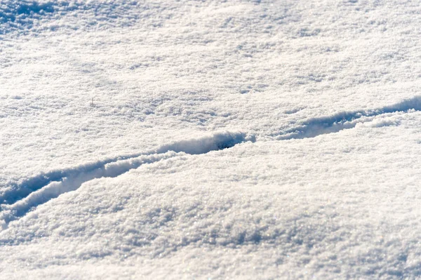Dog Tracks Snow — Stock Photo, Image