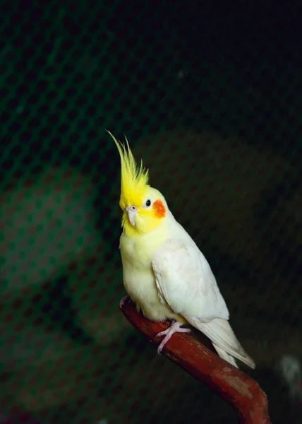 Pássaro Cockatiel Bronzefallow Foco Seletivo Assunto Foco Seletivo Primeiro Plano — Fotografia de Stock