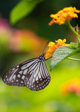 Fırça ayaklı Kelebek çiçekten bal topluyor. Seçici odaklanma. Yüzeyin derinliği. Arkaplan bulanıklığı.