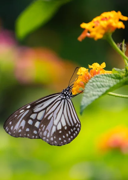 Fırça ayaklı Kelebek çiçekten bal topluyor. Seçici odaklanma. Yüzeyin derinliği. Arkaplan bulanıklığı.