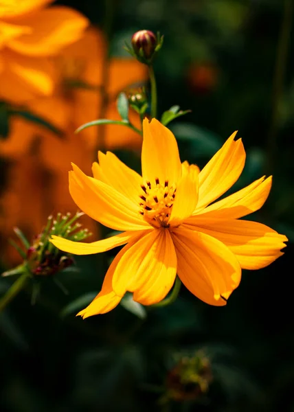 Flor Del Cosmos Enfoque Selectivo Profundidad Campo Superficial Borroso Fondo — Foto de Stock