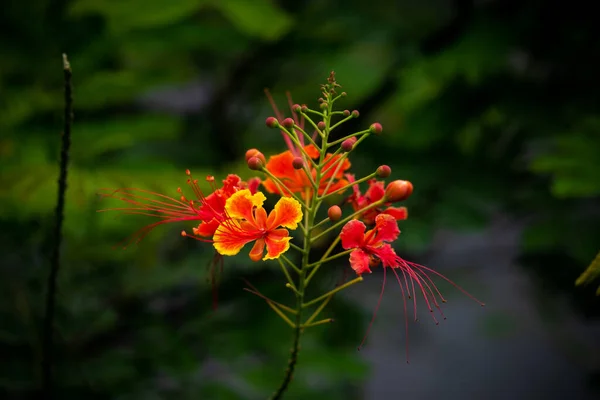 Квіти Червоної Кесарії Зеленим Фоном Вибіркове Фокусування Поверхнева Глибина Поля — стокове фото