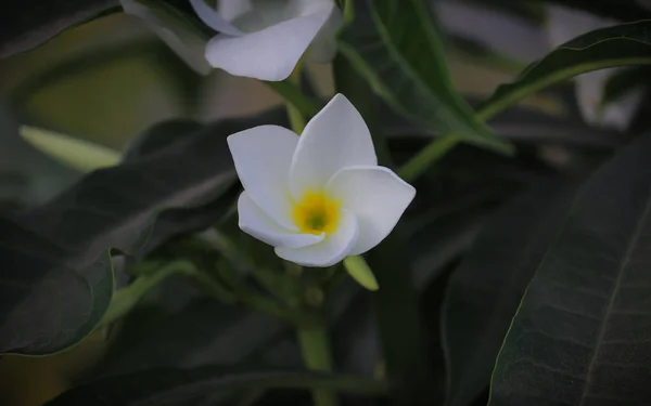 Yeşil arka planı olan küçük bir Beyaz Plumeria çiçeği. Seçici odaklanma. Yüzeyin derinliği. Arkaplan bulanıklığı.