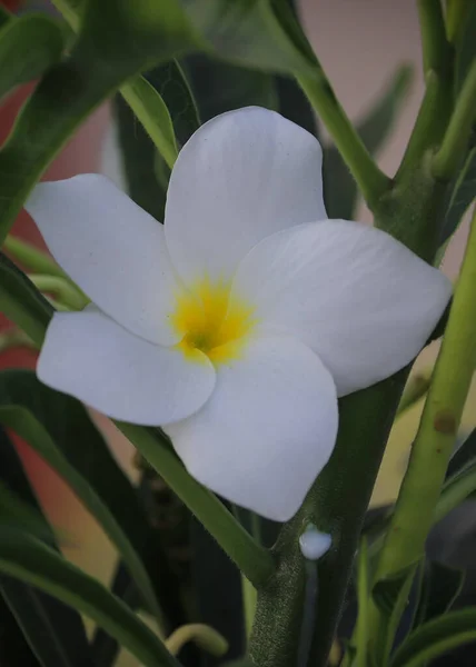 緑色の背景をした白いプルメリアの花 選択的フォーカス フィールドの浅い深さ 背景ぼかし — ストック写真