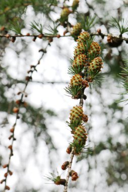 Baharda genç yeşil kozalaklı bir tarla dalına yakın çekim. Yumuşak ışık ve sığ alan derinliğiyle doğal orman arka planı. Doğa temalı projeler, çevre kavramları, orman dokuları ve mevsimsel tasarım için mükemmel..
