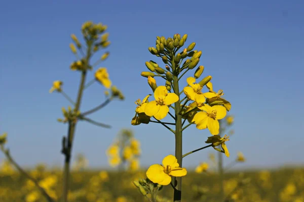 Gelbe Rapsblüten Sommer — Stockfoto