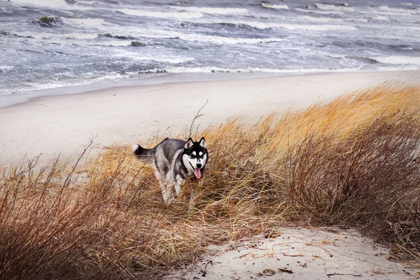 Husky Procházka Pláži Baltského Moře — Stock fotografie