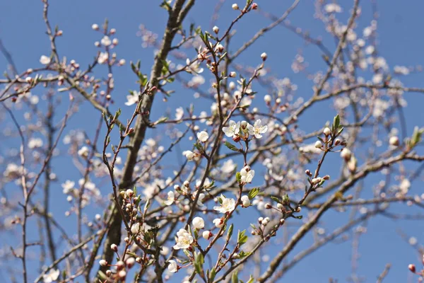 Flor Cerezo Día Soleado — Foto de Stock