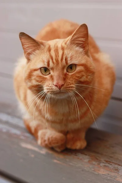 Porträt Einer Ganz Roten Katze — Stockfoto