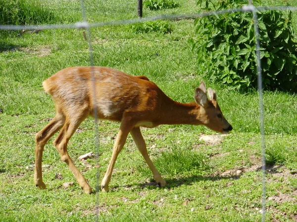 Çek Cumhuriyeti 'nin Brno yakınlarındaki vahşi hayvanlar için kurulan bir istasyonda yaralı bir geyik dişi geyiği kurtarıldı..