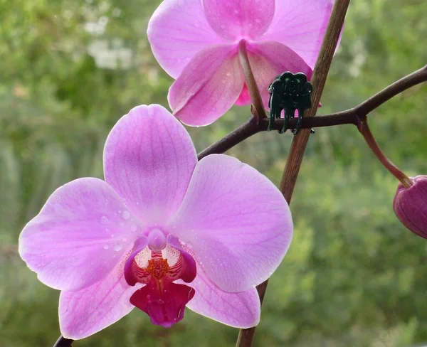Bir orkidenin pembe çiçeği ön planda güneşle parlıyordu ve arka planda penceremin arkasında yeşil yapraklar görülüyordu..  