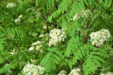 Rowan ağacı nasıl çiçek açar?