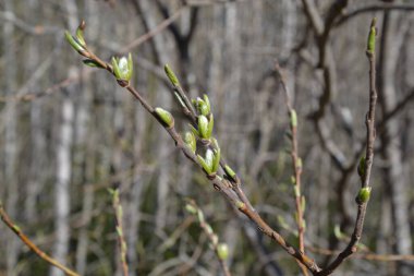 Makro 'daki bahar ormanı