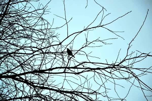 Птах Гілках Синьому Фоні — стокове фото