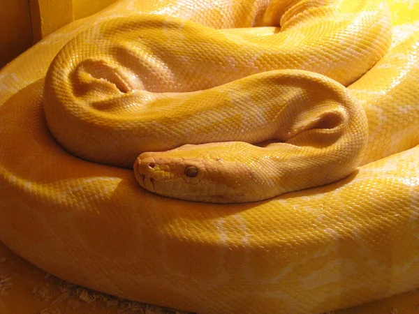 Una Gran Serpiente Amarilla Terrario — Foto de Stock
