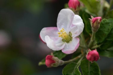 Çiçekler, bahçede kiraz çiçekleri