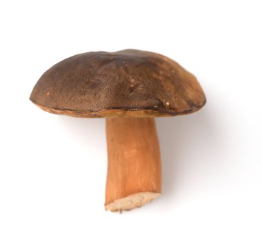 Mantarlar, arka planda taze beyaz mantarlar