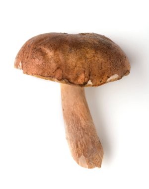 Mantarlar, arka planda taze beyaz mantarlar