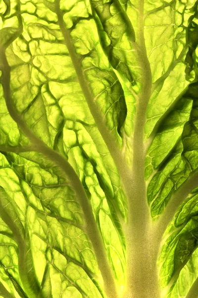 lahana, Çin lahanası, yeşil Çin lahanası yaprağı