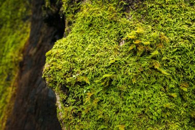 Yeşil yosun büyüyen